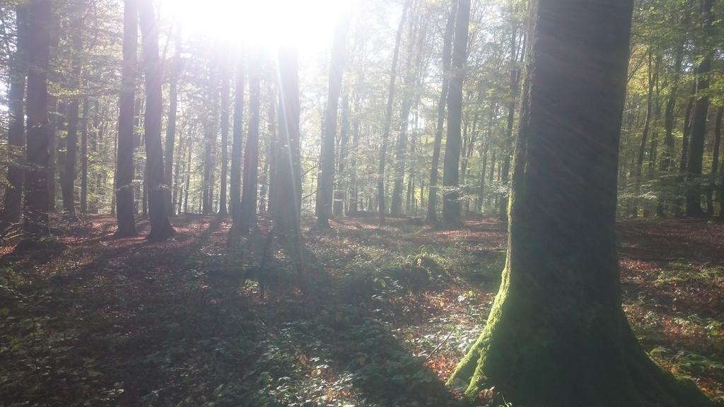 Fewo Zum Sonnenschein Simmerath Exterior foto